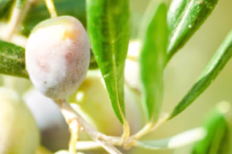Growing Olives: A Comprehensive Guide